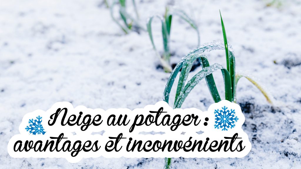 Neige au potager avantages et inconvénients Dr Jonquille Mr Ail