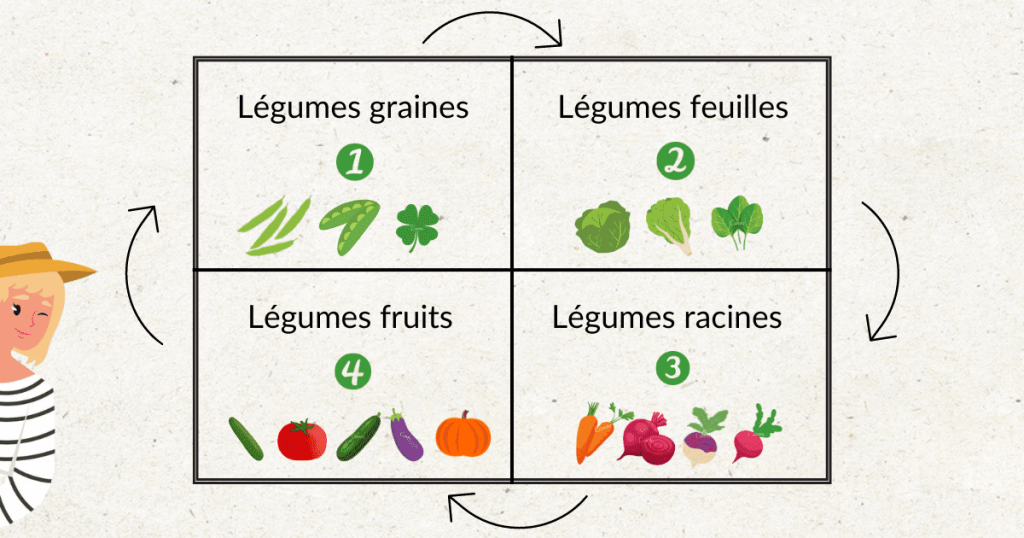 Maîtriser la rotation des cultures au potager Dr Jonquille Mr Ail