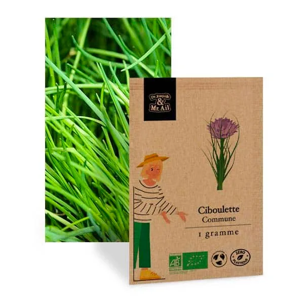 graine ciboulette commune bio et reproductible - Dr. Jonquille & Mr. Ail