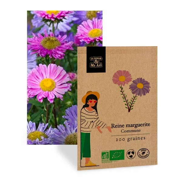 graine de reine marguerite bio et reproductible - Dr. Jonquille & Mr. Ail