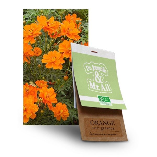 graine fleur orange bio - Dr. Jonquille & Mr. Ail