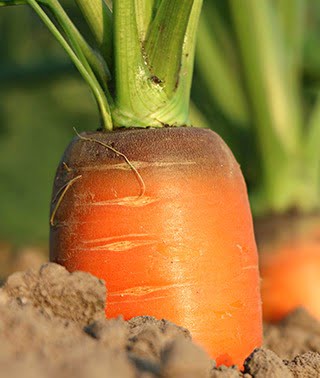 Graines de carottes bio