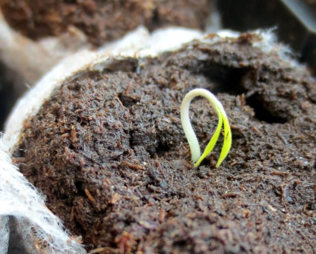 Pourquoi semer des graines BIO plutôt que des plants