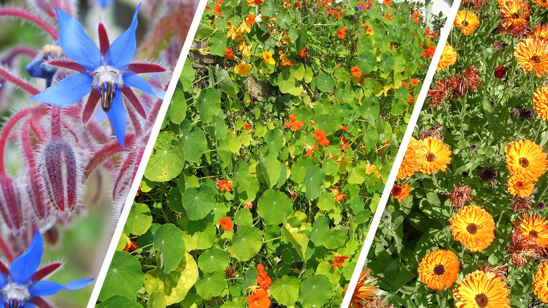 Les 3 fleurs utiles au potager | Dr. Jonquille & Mr. Ail