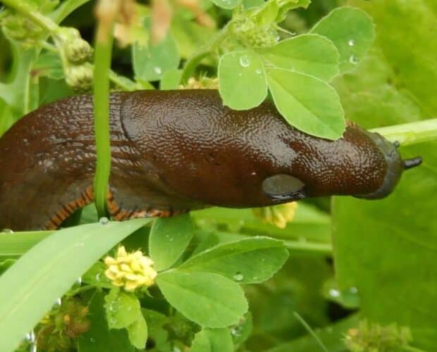 Dr. Jonquille & Mr. Ail - Blog - Comment lutter contre les limaces