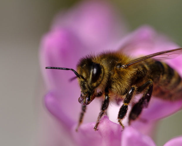 Comment sauver les abeilles avec des fleurs