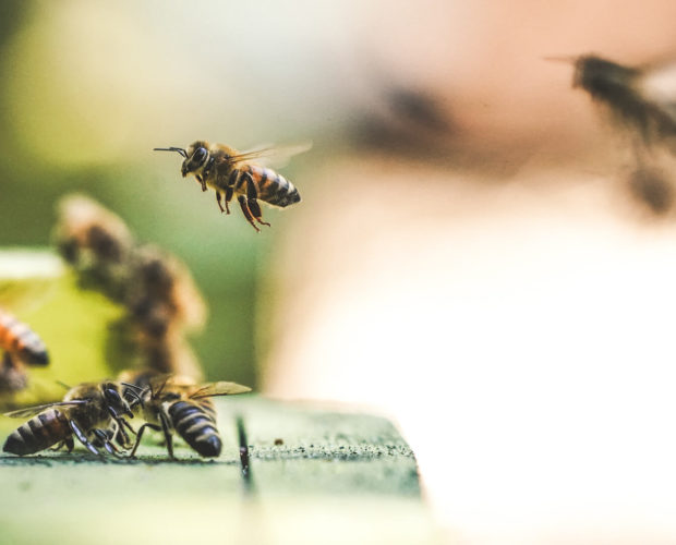 Les abeilles et autres insectes sont utiles. À quoi servent-ils?