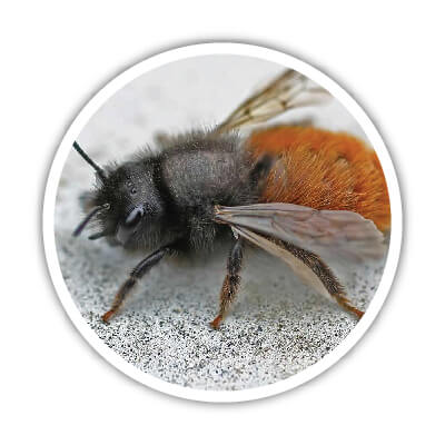 Les abeilles solitaires ont besoin de certains matériaux dans un hôtel à insectes. On vous explique lesquels