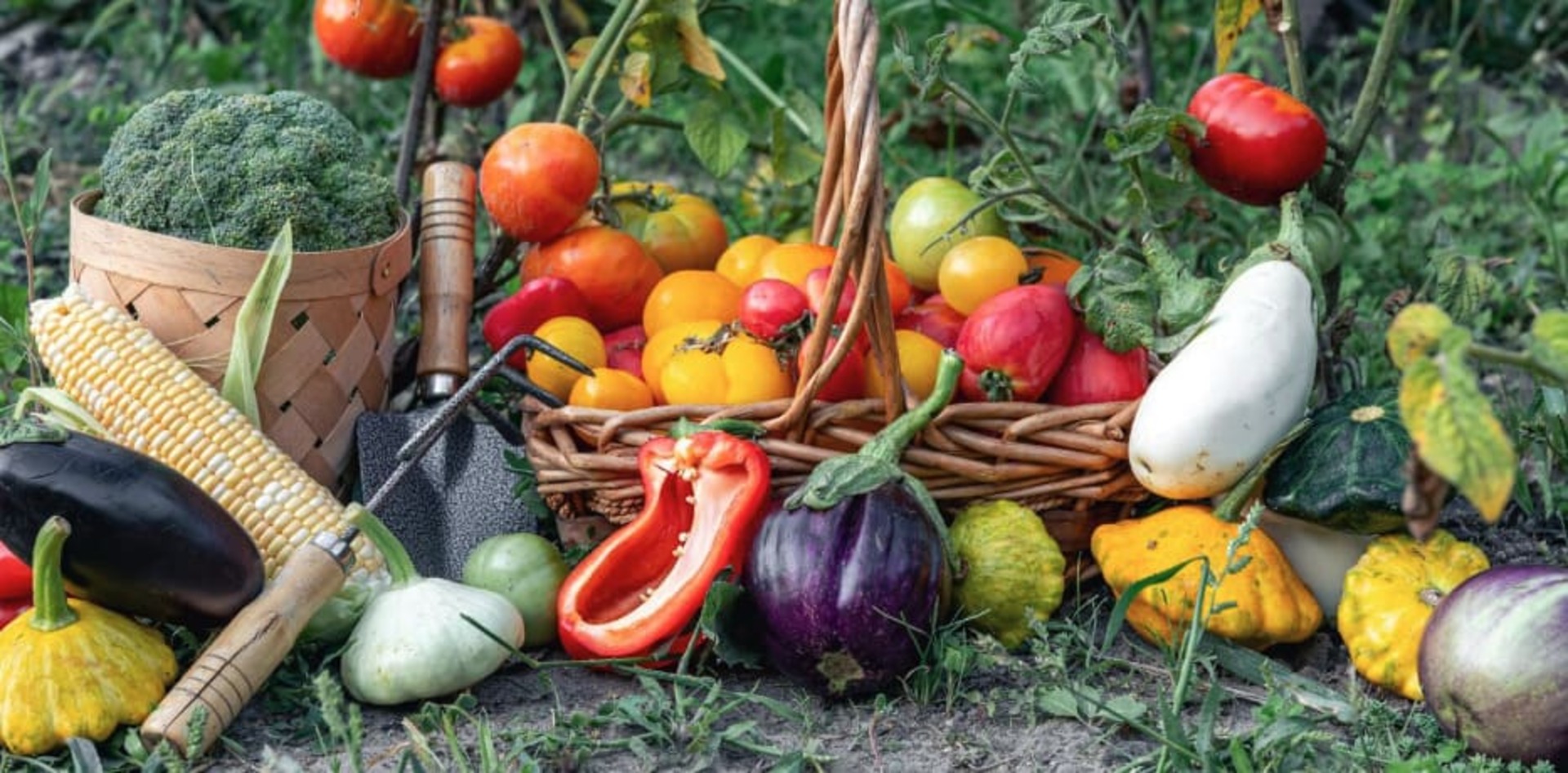 Potager bio Tous les légumes de la récolte au potager bio sont exposés