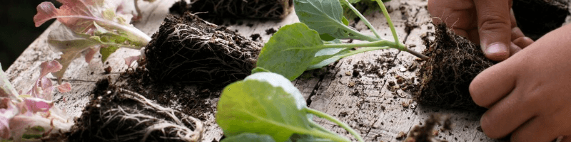 Repiquer ses plants Juillet au potager : repiquer