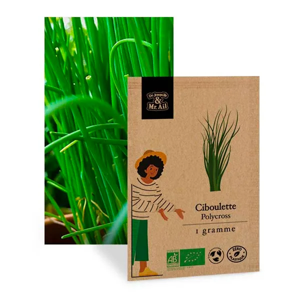 Graines Bio Ciboulette Polycross - Dr. Jonquille & Mr. Ail