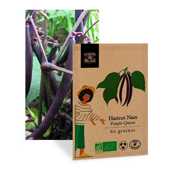Graines Bio Haricot Nain Purple Queen