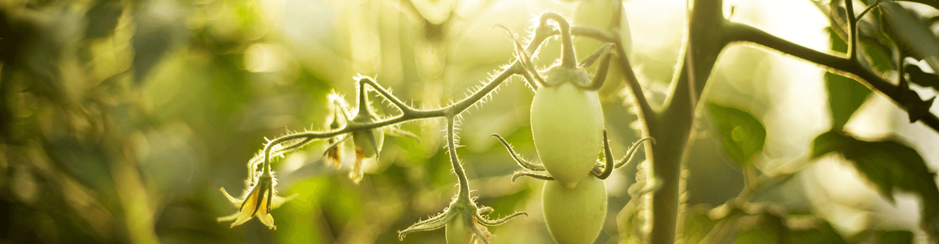 7 conseils pour réussir ses semis de tomates Blog - Dr. Jonquille & Mr. Ail