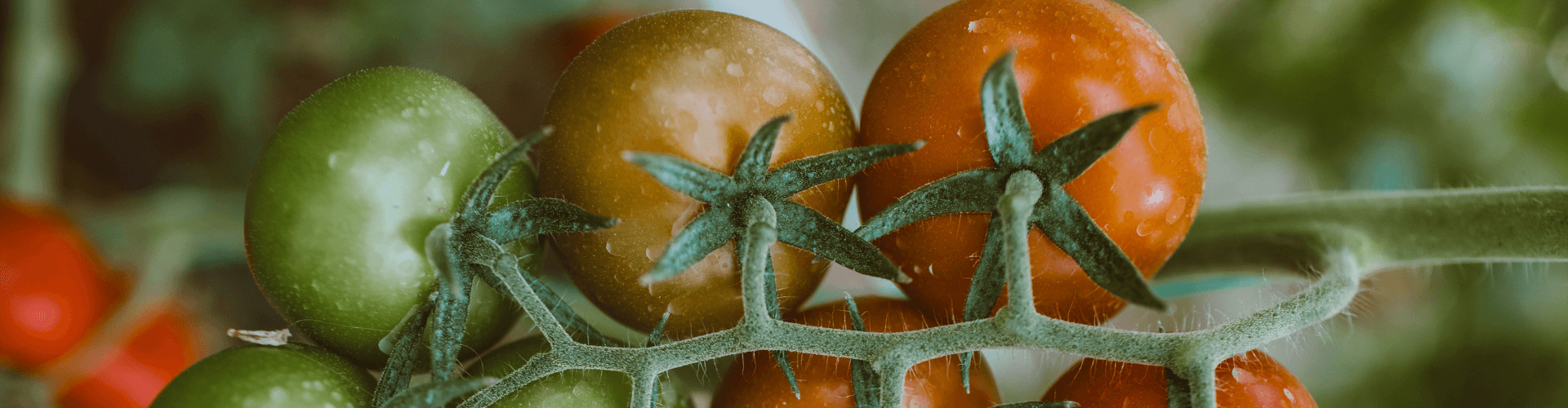 7 conseils pour réussir ses semis de tomates Blog - Dr. Jonquille & Mr. Ail