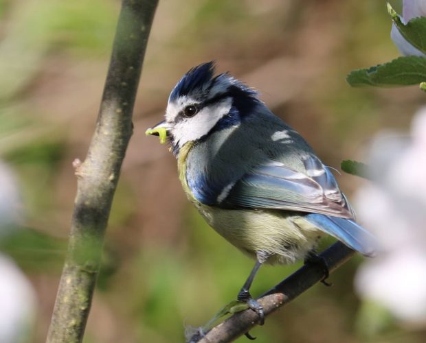 Les oiseaux des jardins - Blog - Dr. Jonquille & Mr. Ail