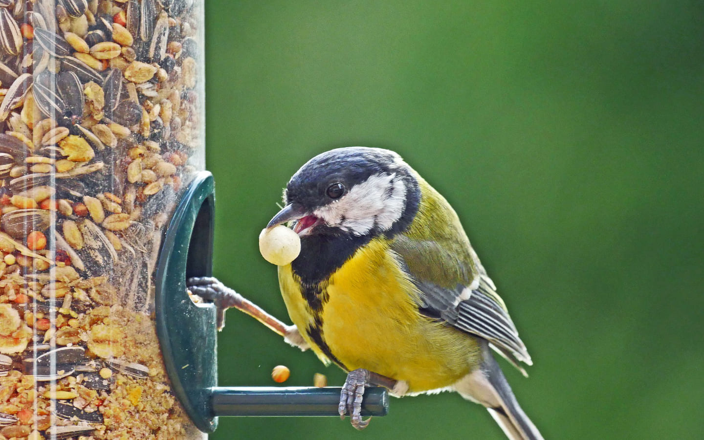 Mangeoire pour les oiseaux du jardin - blog - Dr. Jonquille & Mr. Ail