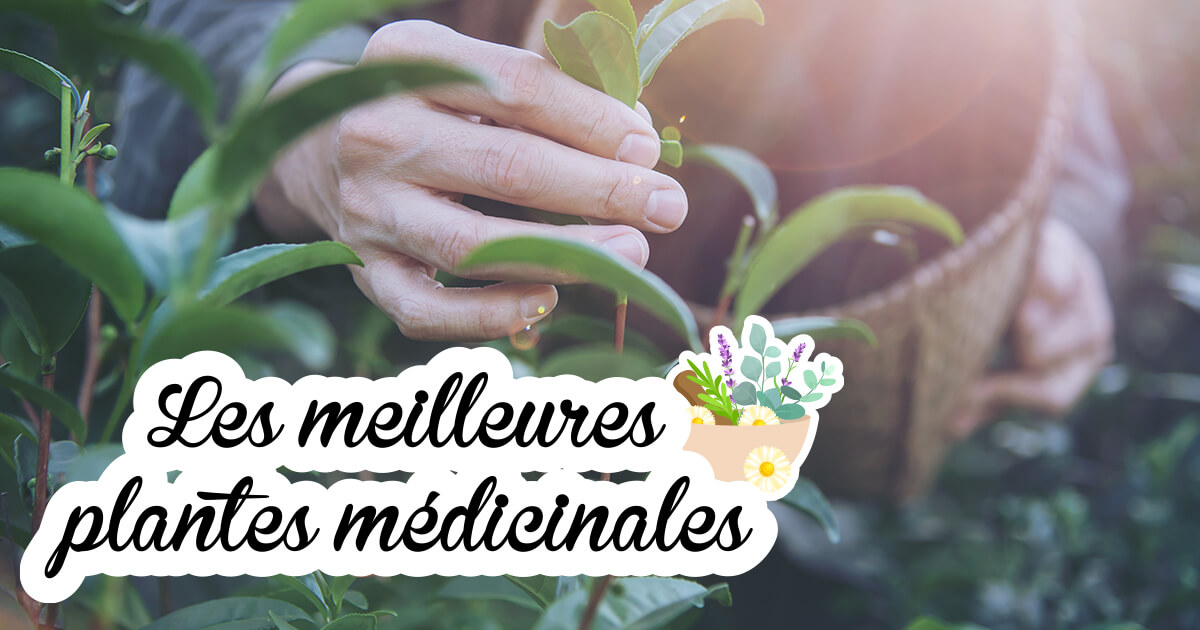 Les bienfaits de la phytothérapie  Blog  Dr. Jonquille & Mr. Ail