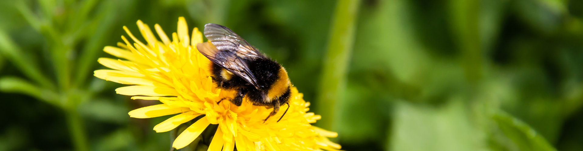 Les bourdons du jardin : attirez et recensez les rois de la pollinisation - Blog - Dr. Jonquille & Mr. Ail