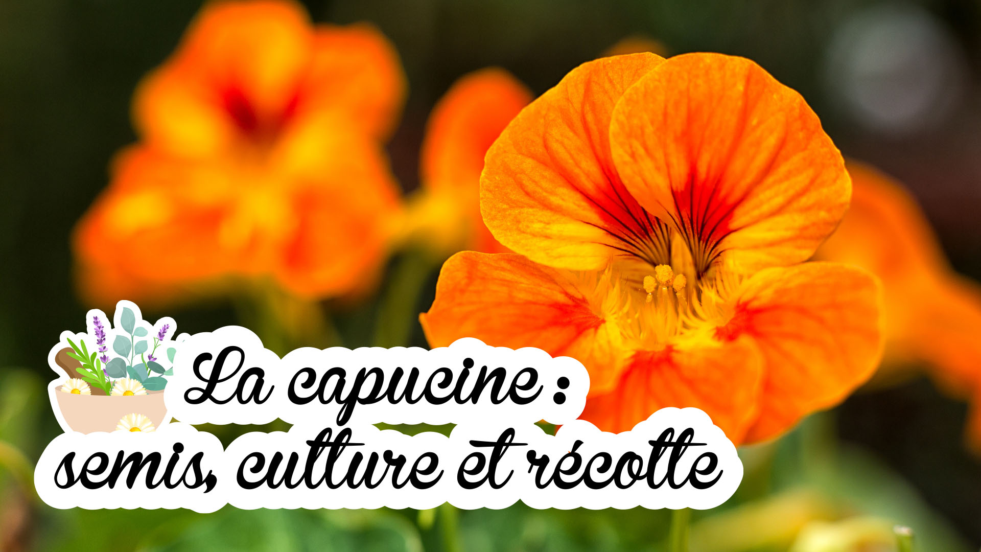 La capucine, une fleur comestible facile à entretenir