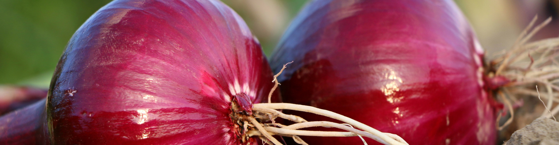 L'oignon : semis, culture, et récolte - Blog - Dr. Jonquille & Mr. Ail