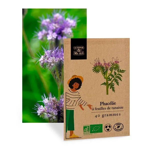 Graine bio et reproductibles Phacélie Tanacetifolia