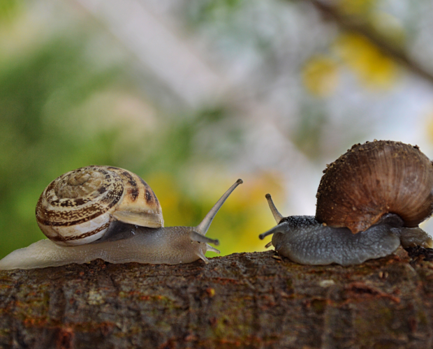 Comment se débarrasser des escargots au potager - Blog - Dr. Jonquille & Mr. Ail