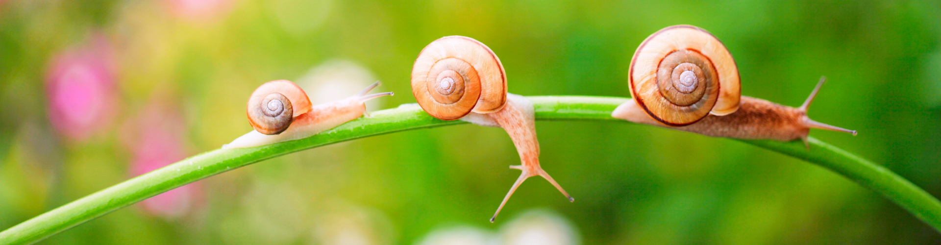 Comment se débarrasser des escargots au potager - Blog - Dr. Jonquille & Mr. Ail