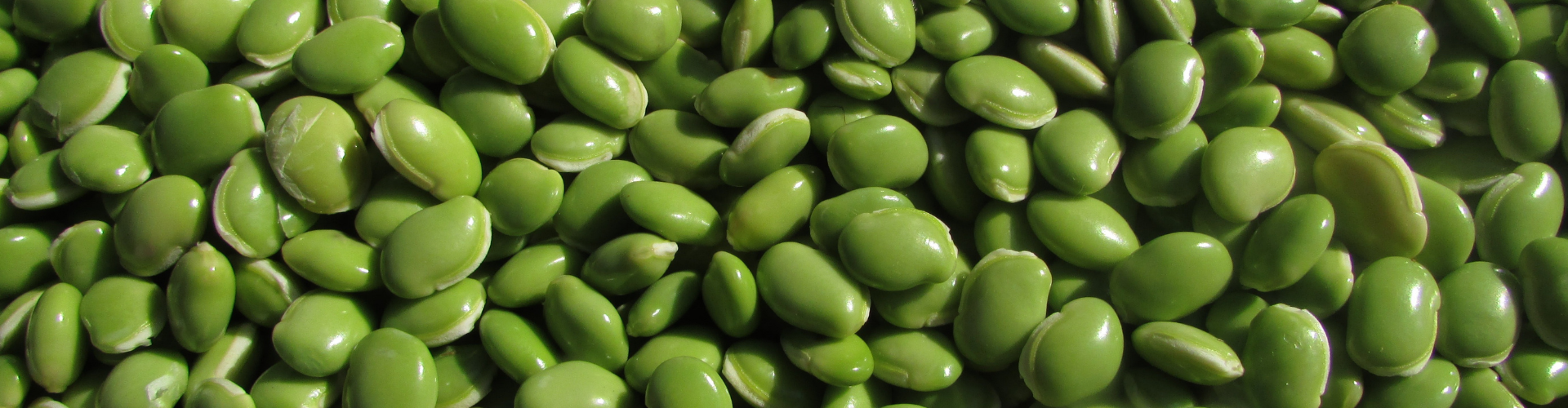 La fève : semis, culture et récolte - Blog - Dr. Jonquille & Mr. Ail