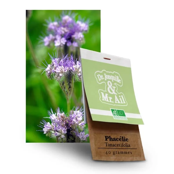 Graine bio et reproductibles Phacélie Tanacetifolia