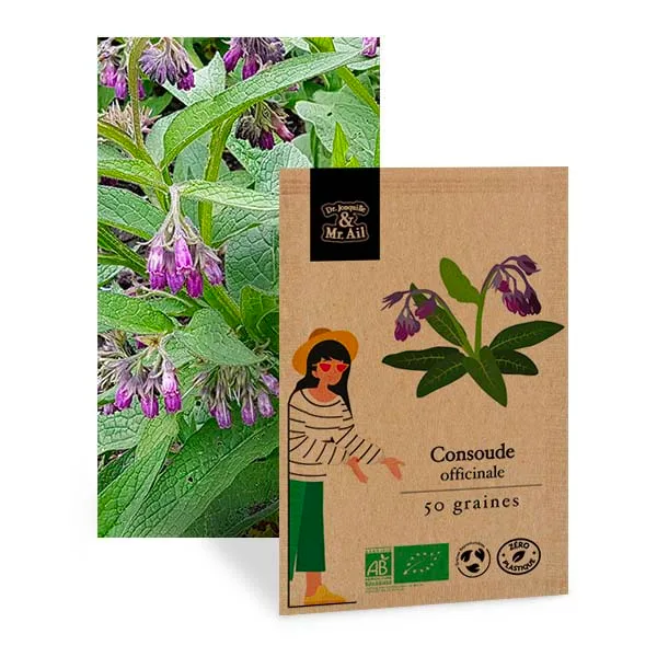 Graines bio et reproductibles - Consoude Officinale