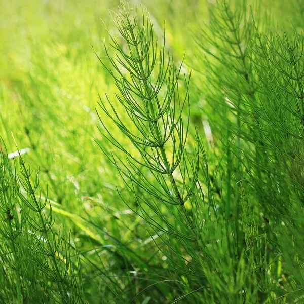 Biostimulants potager - prêle feuilles