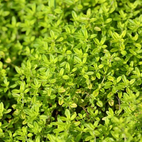 Biostimulants potager - sarriette feuilles