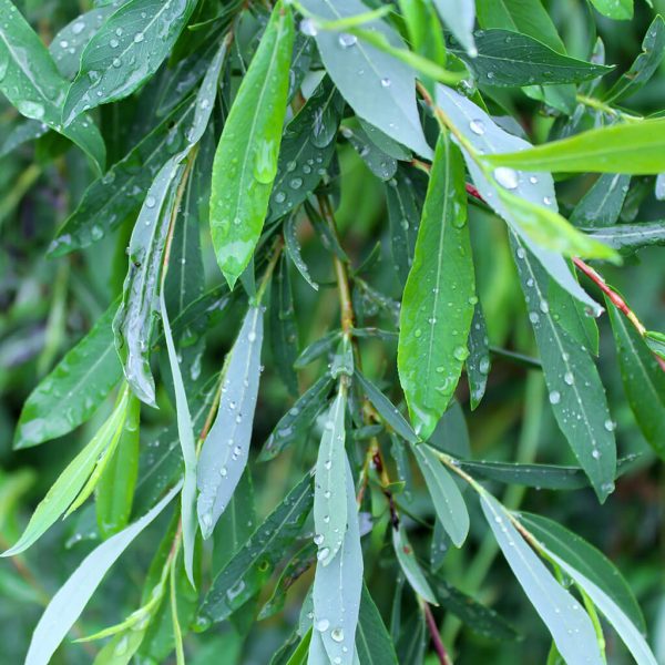 Biostimulants potager - saule feuilles