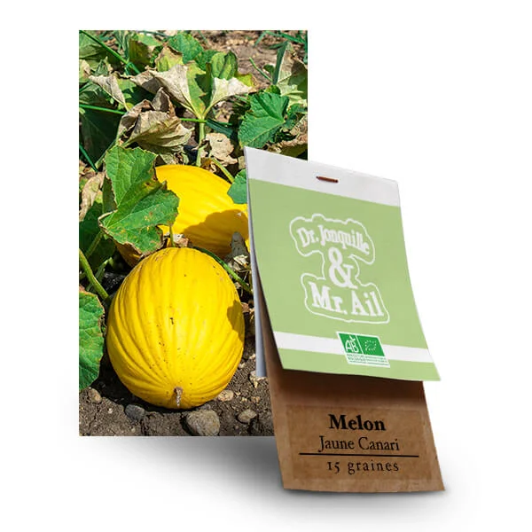 Plant de Melon Jaune Canari bio- Vente de plant bio en ligne