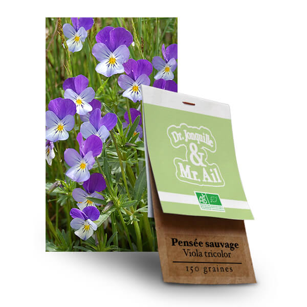 Graines bio et reproductibles - Pensée Sauvage Viola Tricolor