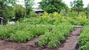 Zonage permaculture – Blog – Dr. Jonquille & Mr. Ail
