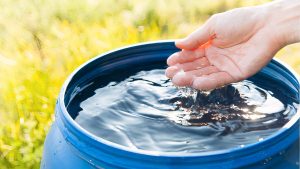 Récupérer l’eau de pluie pour le potager : pourquoi et comment ? - Blog - Dr. Jonquille & Mr. Ail