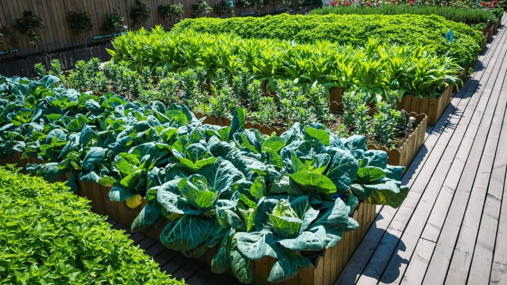 La rotation des cultures au potager - Blog - Dr. Jonquille & Mr. Ail