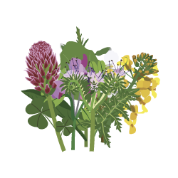 Graines d’Engrais Verts