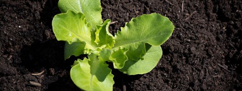 Semer salade potager - Blog - djma