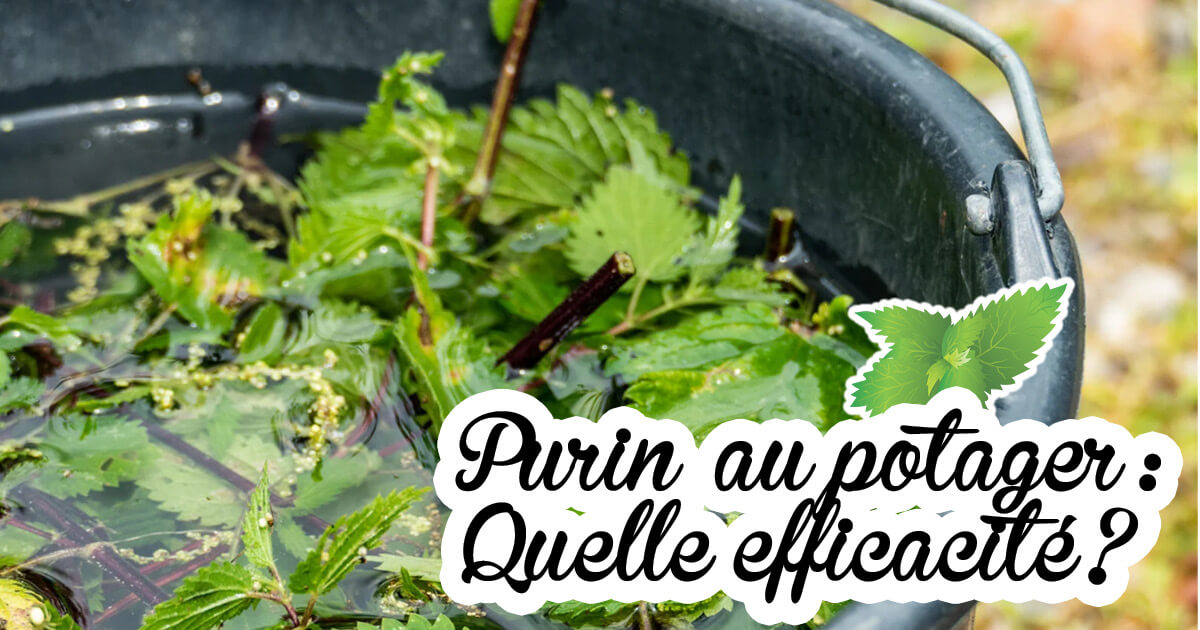 Prêle des champs (purin): culture biologique, préparation et usages