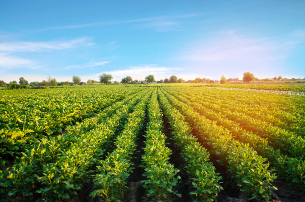 potato plantations grow field vegetable rows farming agriculture landscape 1