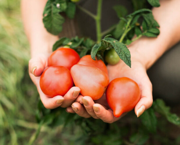 close up woman holding tomatoes 1 1 e1702375863806