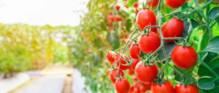 Période récolte tomate - Blog - DJMA