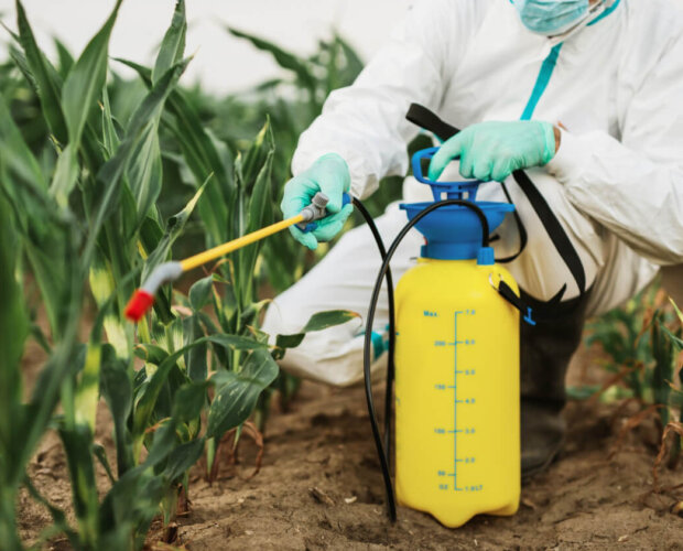 industrial agriculture theme man spraying toxic pesticides insecticides corn growing plantation 1 e1700137728715