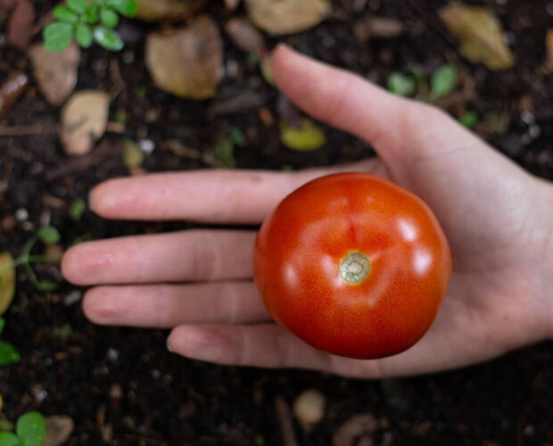 tomato hand soil 1 e1701773107627