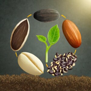 Le cycle de vie des graines