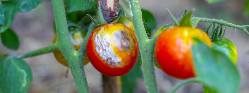 Maladie tomate - Blog - djma