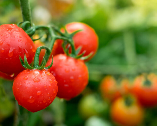 red tomatoes organic garden 1 e1701768733522