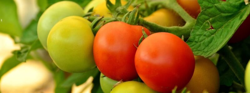 Gourmands tomate - Blog - djma